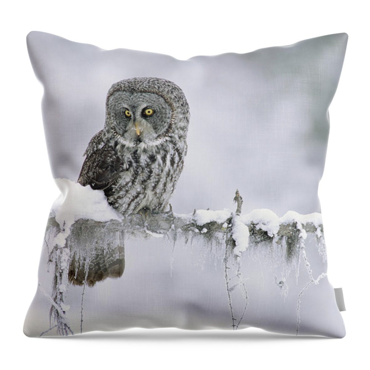 00170496 Throw Pillow featuring the photograph Great Gray Owl Perching On A Snow by Tim Fitzharris