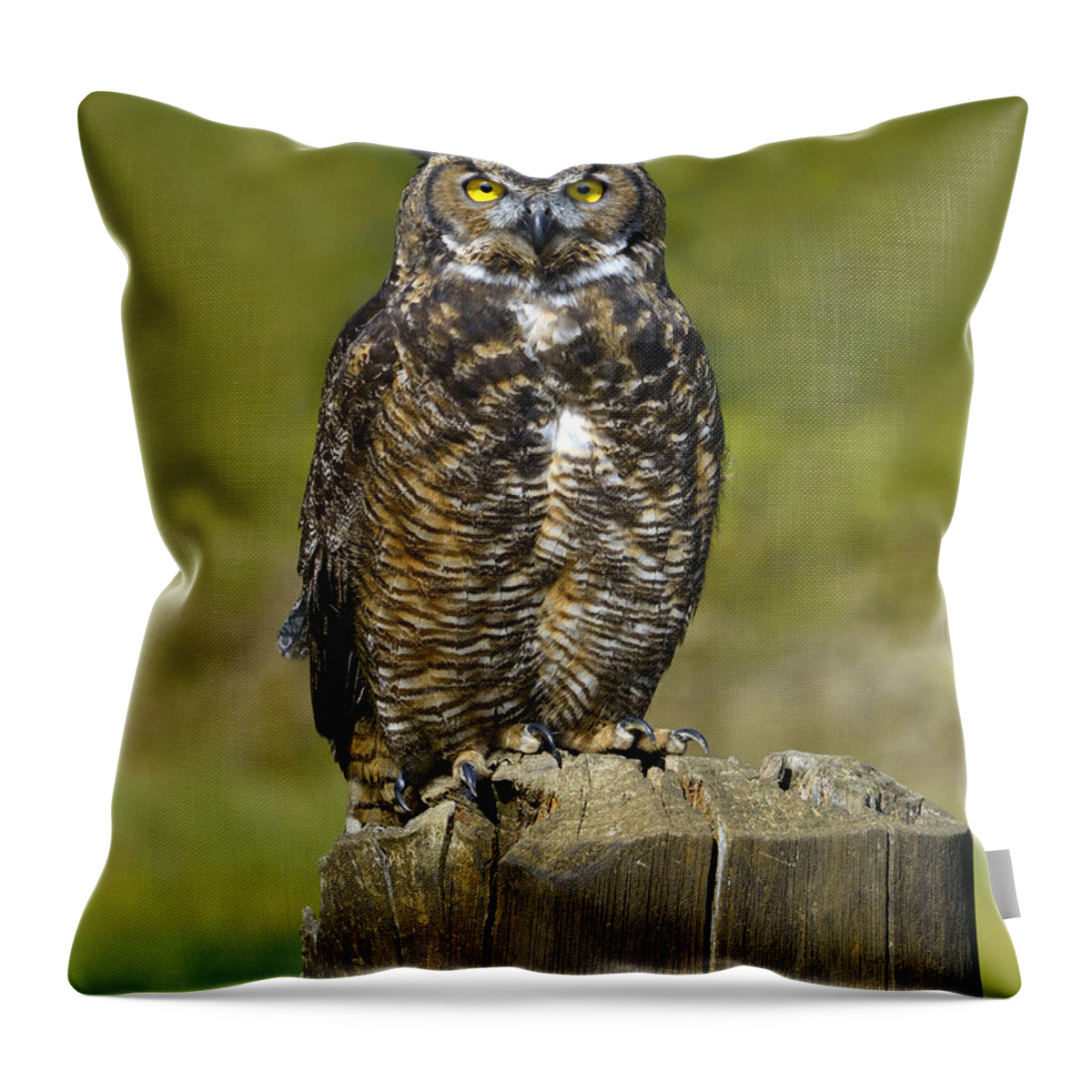 Great Horned Owl Throw Pillow featuring the photograph Great Horned Owl by Tony Beck