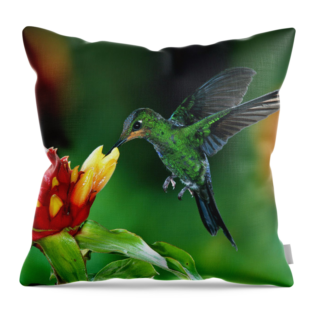 00511213 Throw Pillow featuring the photograph Green Crowned Brilliant Hummingbird by Michael and Patricia Fogden