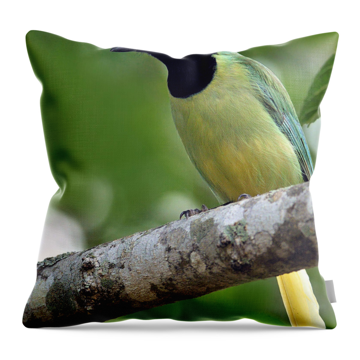 Green Jay Throw Pillow featuring the photograph Green Jay by Tony Beck