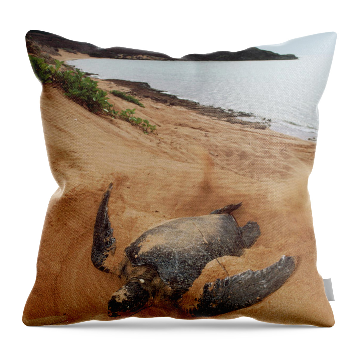Mp Throw Pillow featuring the photograph Green Sea Turtle Chelonia Mydas Female by Tui De Roy