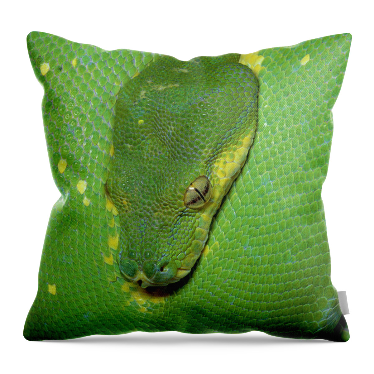 Mp Throw Pillow featuring the photograph Green Tree Python Chondropython Viridis by Michael & Patricia Fogden
