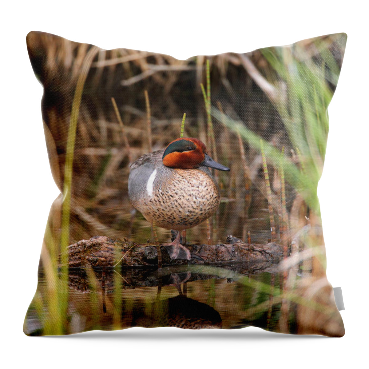 Doug Lloyd Throw Pillow featuring the photograph Greenwing Teal by Doug Lloyd