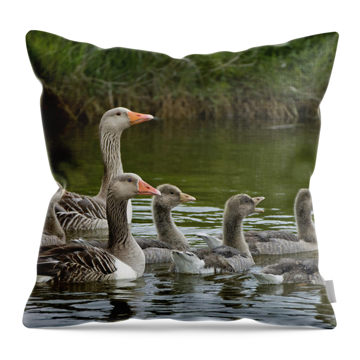 Fn Throw Pillow featuring the photograph Greylag Goose Anser Anser Couple by Willi Rolfes