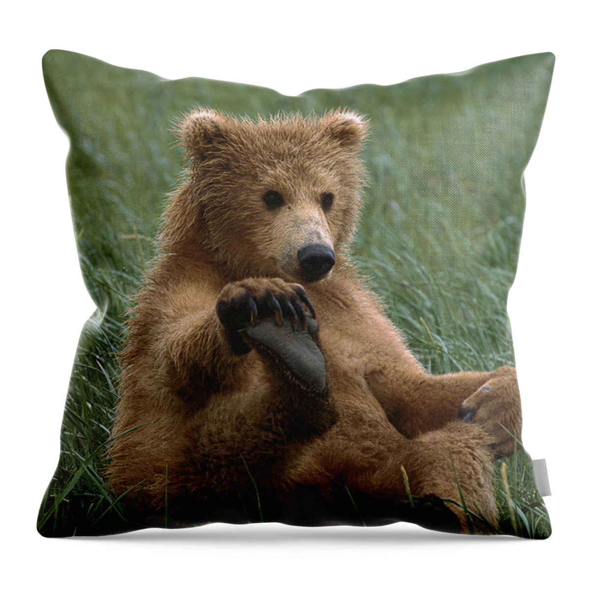00784213 Throw Pillow featuring the photograph Grizzly Bear Cub Playing Katmai by Suzi Eszterhas