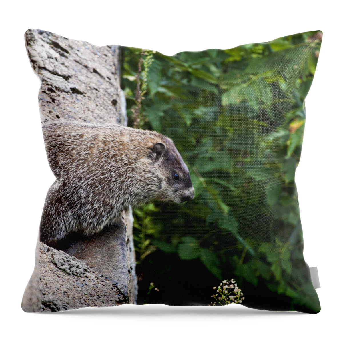 Punxatawny Phil Throw Pillow featuring the photograph Groundhog Day by Bill Cannon
