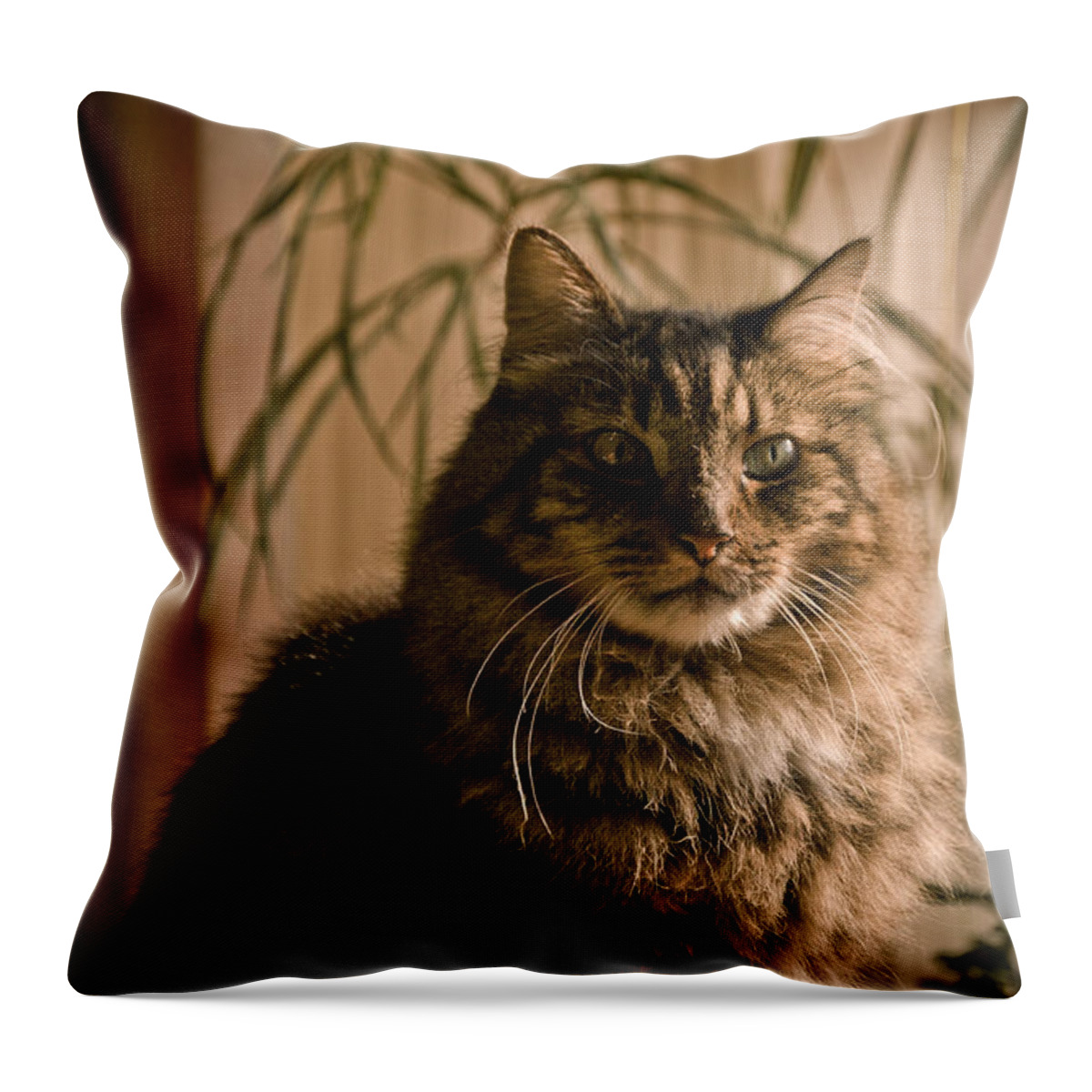 Kitten Throw Pillow featuring the photograph Handsome Harv by Trish Tritz