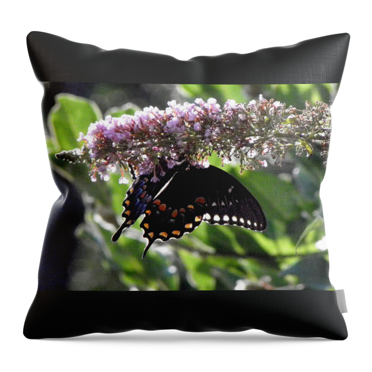 Butterfly Throw Pillow featuring the photograph Hangin On by Kim Galluzzo