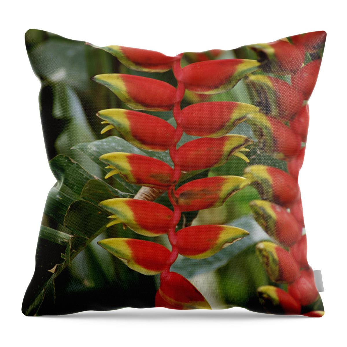 Mp Throw Pillow featuring the photograph Hanging Heliconia Heliconia Rostrata by Gerry Ellis