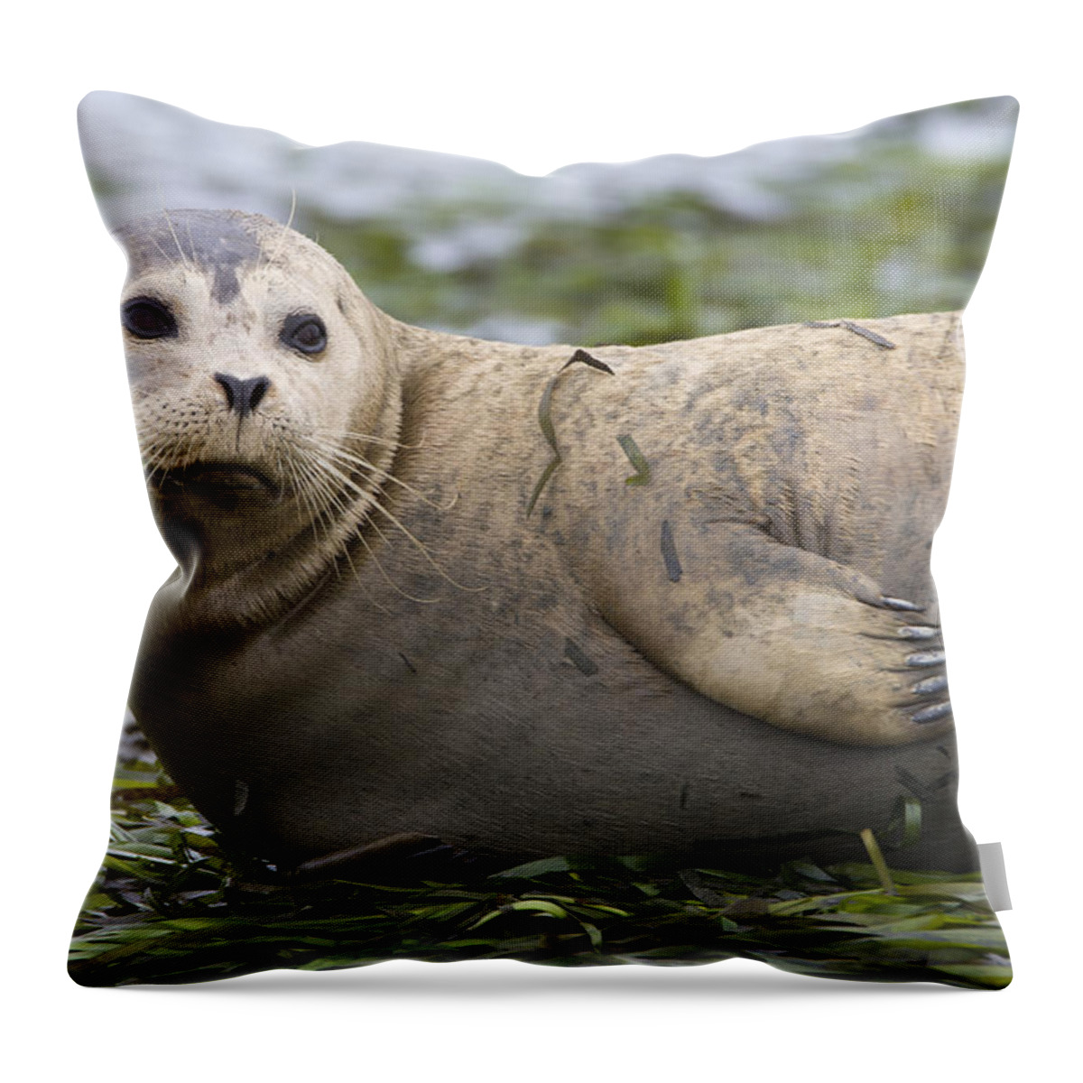 00450751 Throw Pillow featuring the photograph Harbor Seal Monterey Bay California by Suzi Eszterhas