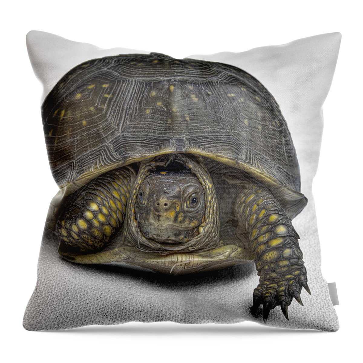 Hare-less Tortoise Throw Pillow featuring the photograph Hare-Less Tortoise by William Fields