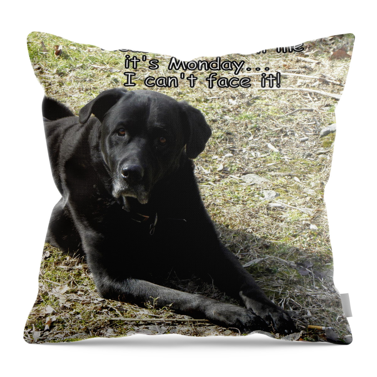 Labrador Throw Pillow featuring the photograph Hating Mondays by Kim Galluzzo
