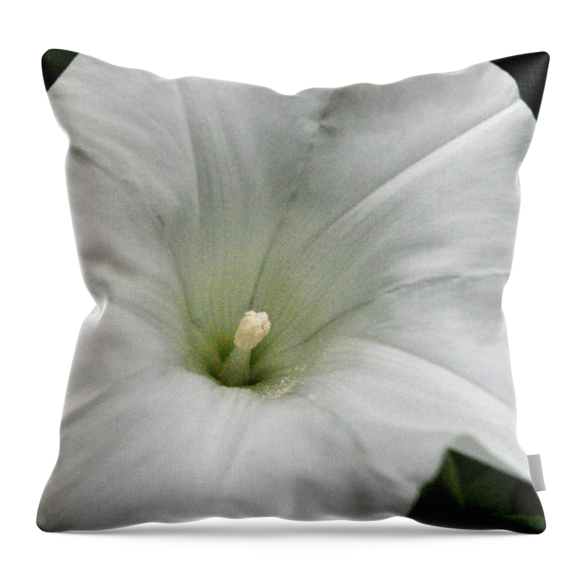 Floral Throw Pillow featuring the photograph Hedge Morning Glory by Tikvah's Hope