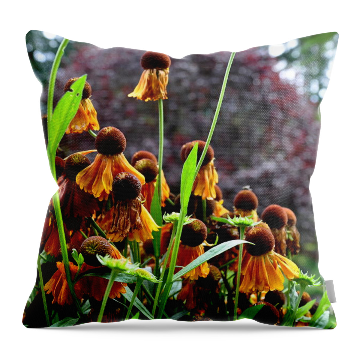  Butchart Gardens Throw Pillow featuring the photograph Helenium Sneezeweed by Tatyana Searcy