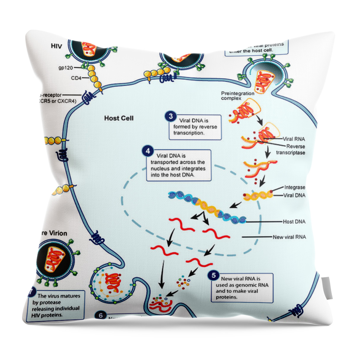 Microbiology Throw Pillow featuring the photograph Hiv Virus Replication Cycle by Science Source