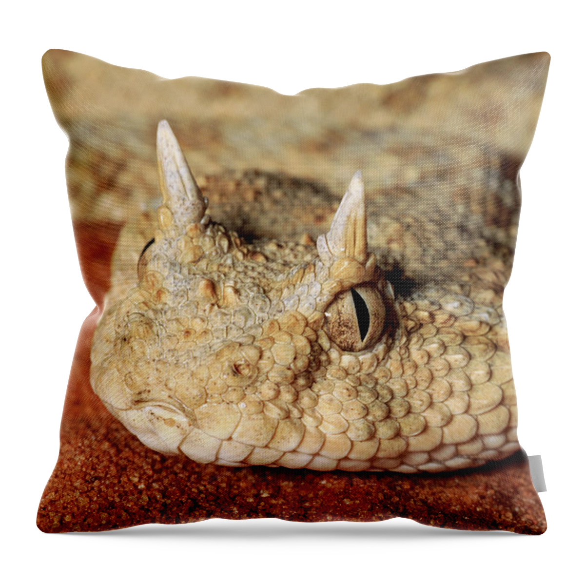 Mp Throw Pillow featuring the photograph Horned Viper Cerastes Cerastes Portrait by Michael & Patricia Fogden