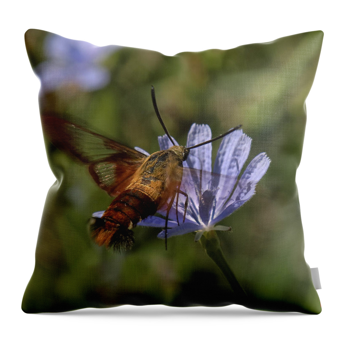 Nature Throw Pillow featuring the photograph Hummingbird or Clearwing Moth DIN137 by Gerry Gantt