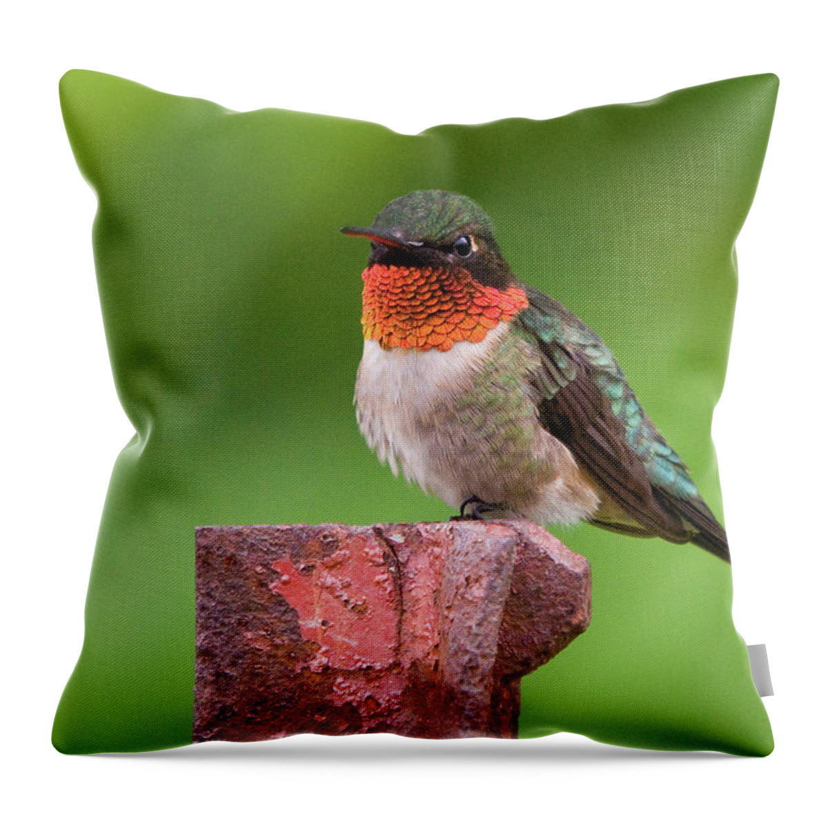 Hummingbird Throw Pillow featuring the photograph Hummy Perch by Steve Stuller