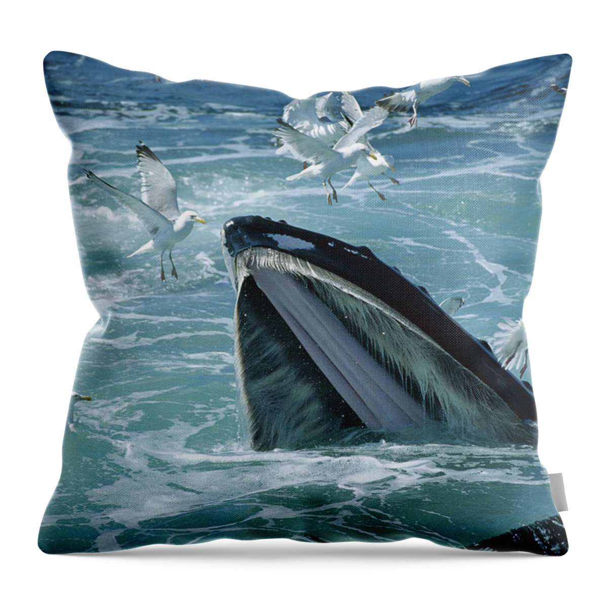 00126214 Throw Pillow featuring the photograph Humpback Whale Feeding With Herring by Flip Nicklin