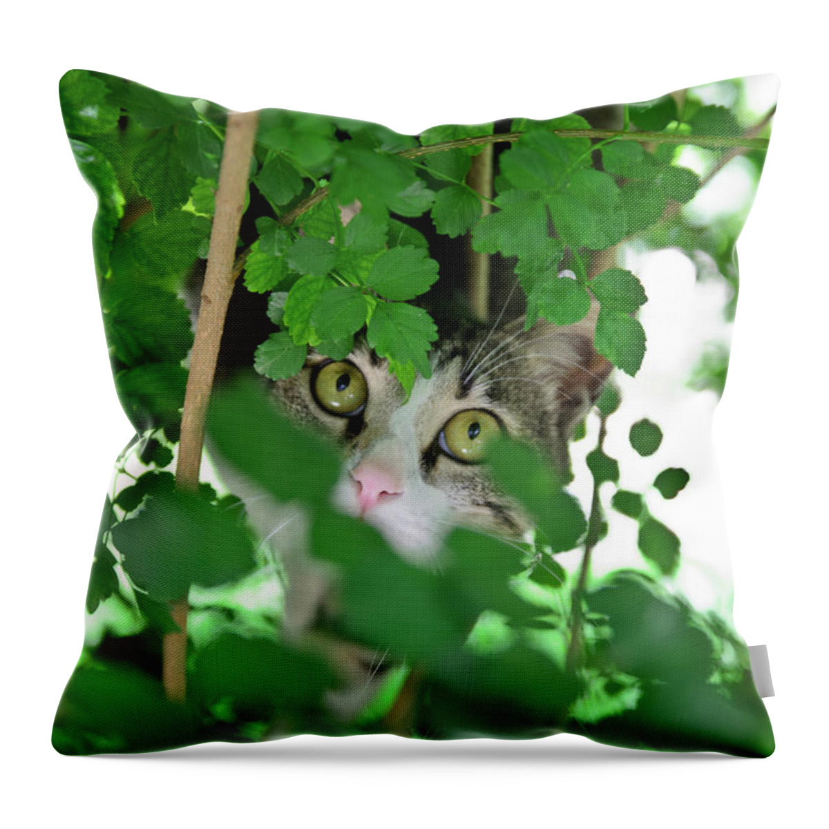 Animal Throw Pillow featuring the photograph Hunting cat by Michael Goyberg