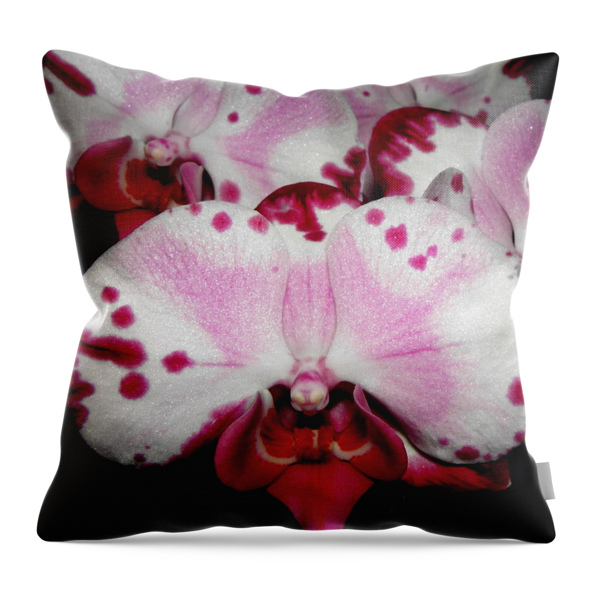 Orchid Throw Pillow featuring the photograph Hybrid beauty by Kim Galluzzo