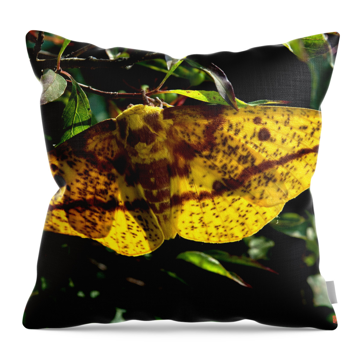 Nature Throw Pillow featuring the photograph Imperial Moth DIN053 by Gerry Gantt