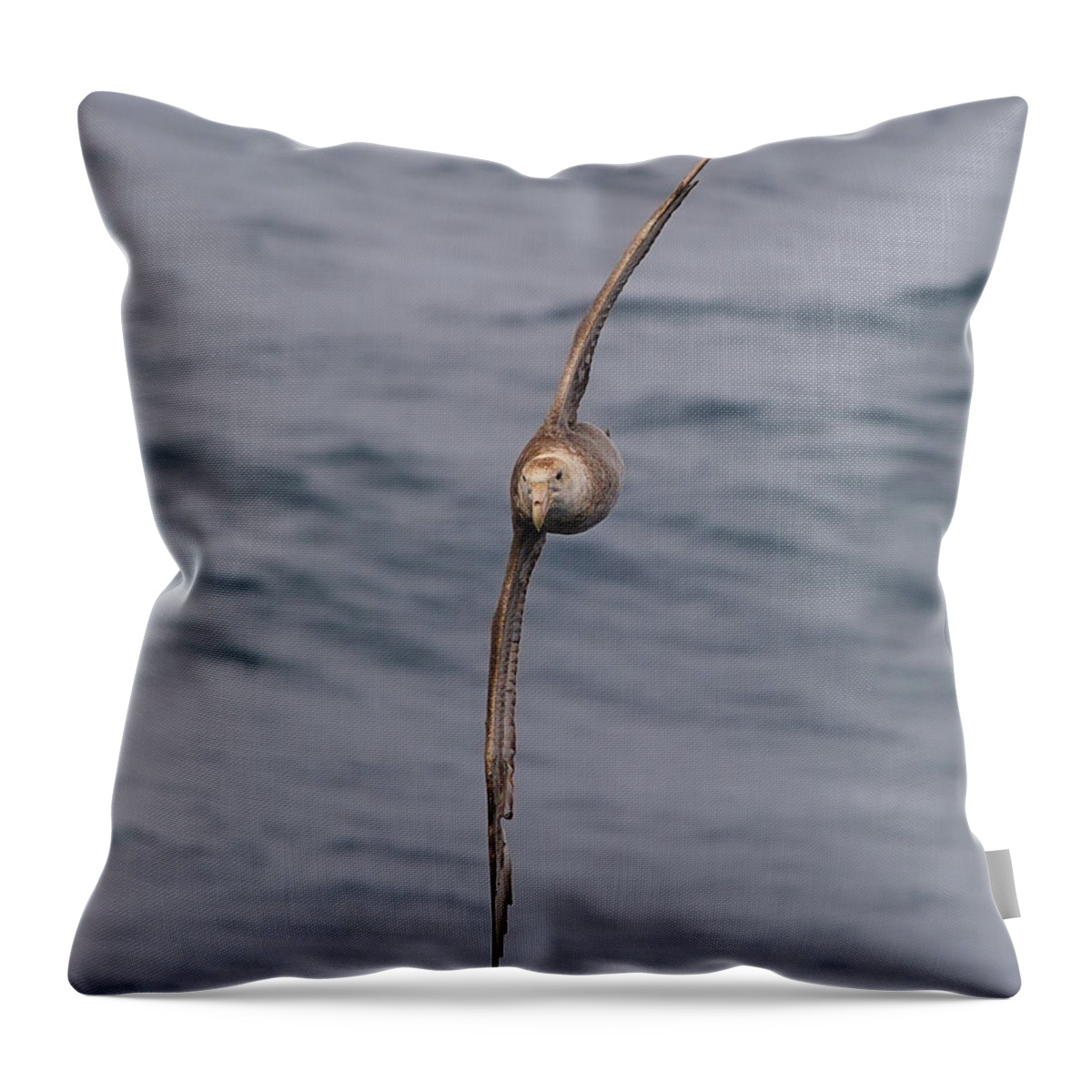 Southern Giant Petrel (macronectes Giganteus) Throw Pillow featuring the photograph Into The Wind by Tony Beck