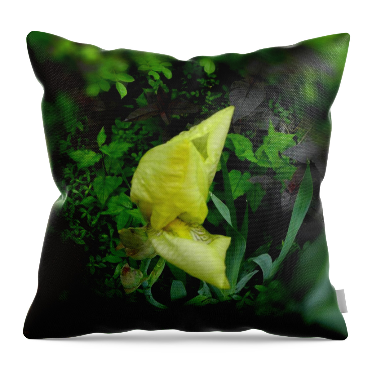 Yellow Flower Throw Pillow featuring the photograph Iris in a cirlcle by Kim Galluzzo