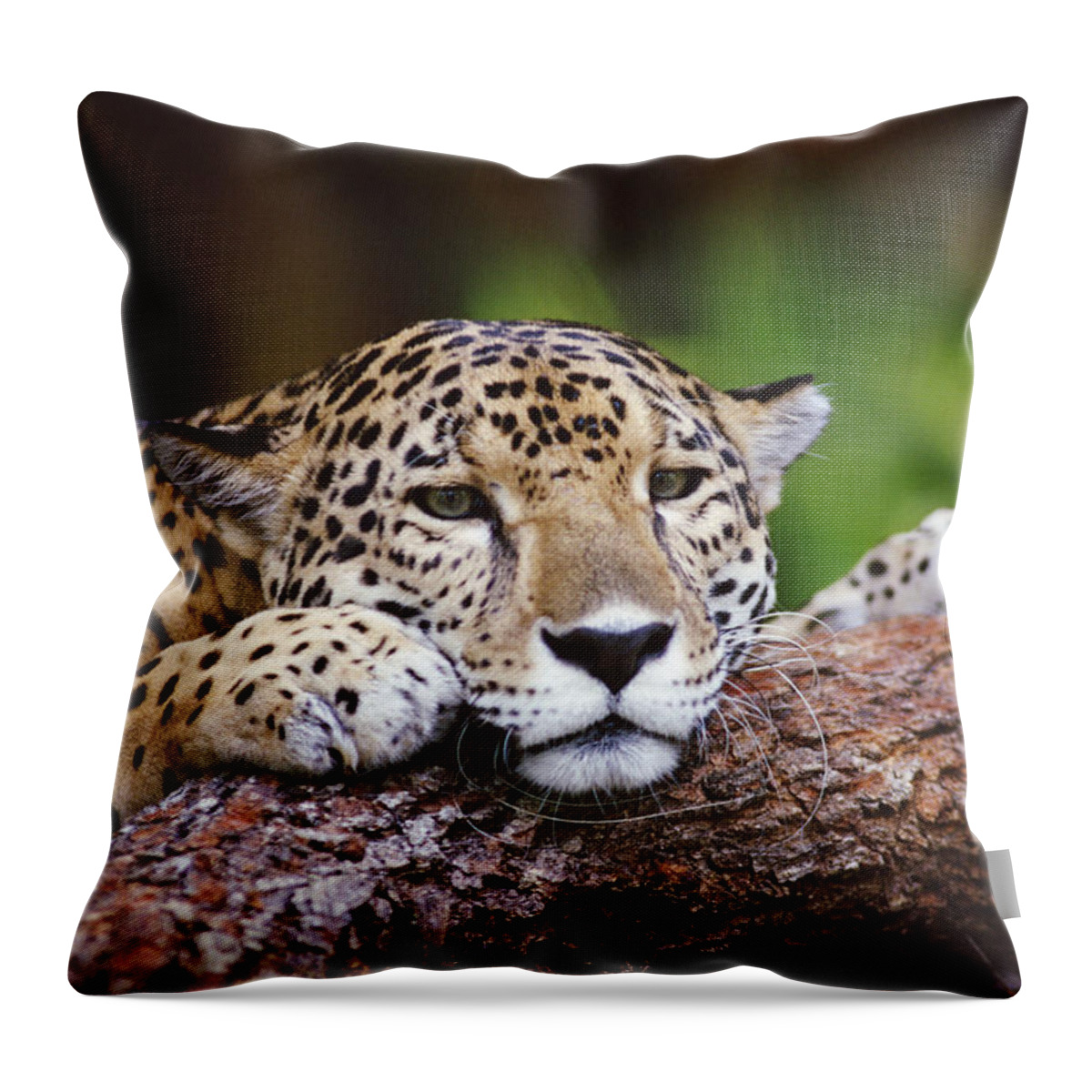 00200520 Throw Pillow featuring the photograph Jaguar Portrait, Belize #1 by Gerry Ellis