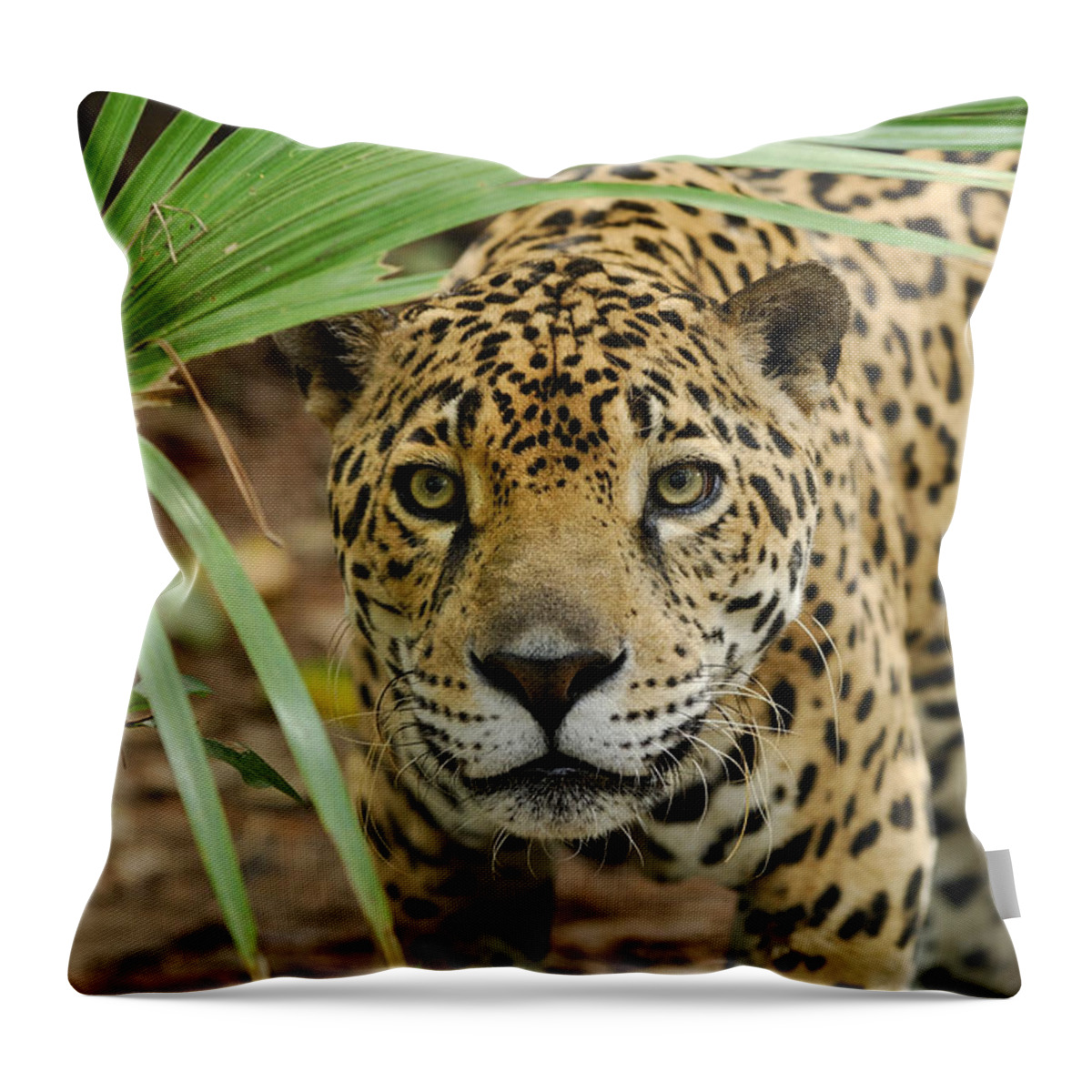 Mp Throw Pillow featuring the photograph Jaguar Peering Through The Brush by Thomas Marent