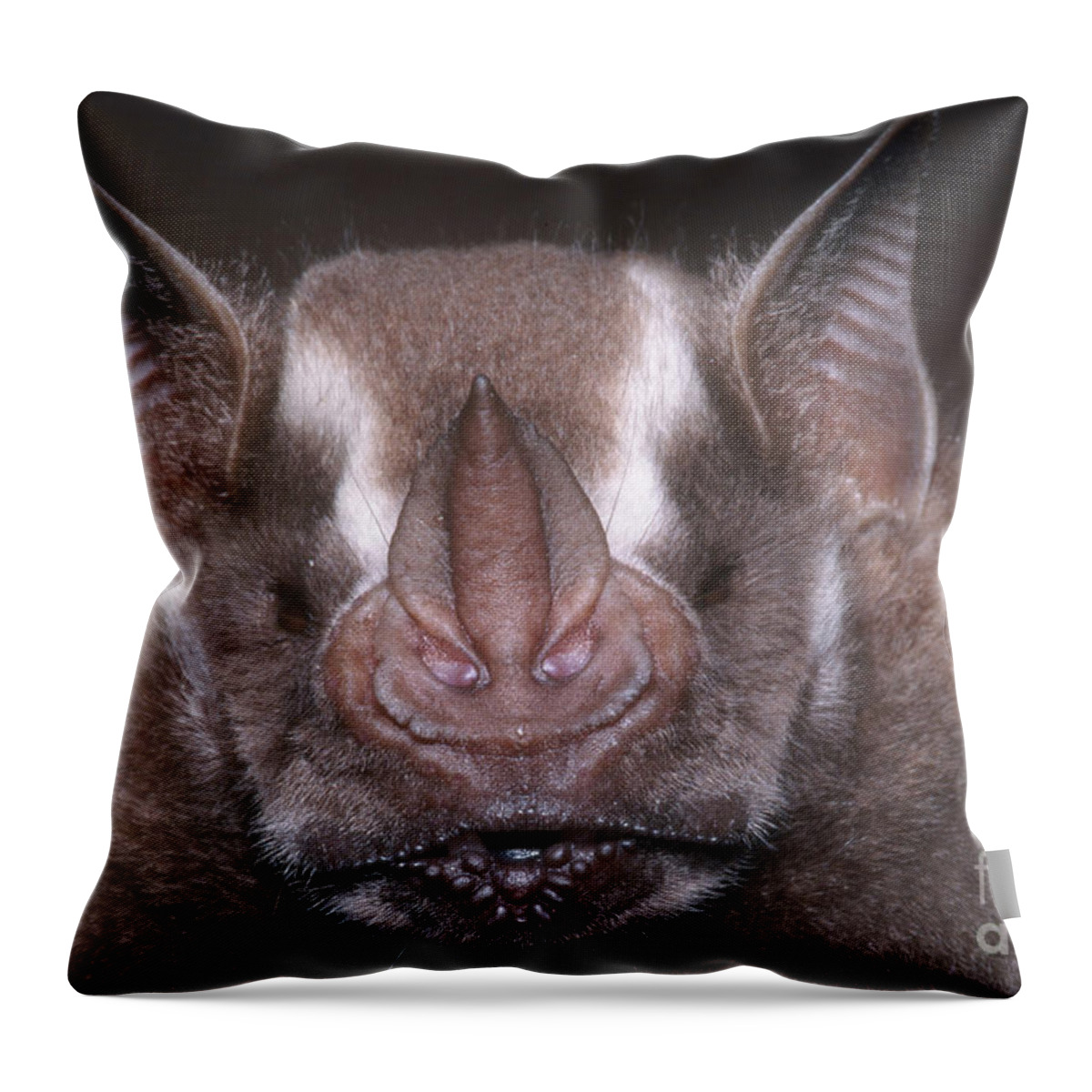 Jamaican Fruit Bat Throw Pillow featuring the photograph Jamaican Fruit Bat by Dante Fenolio