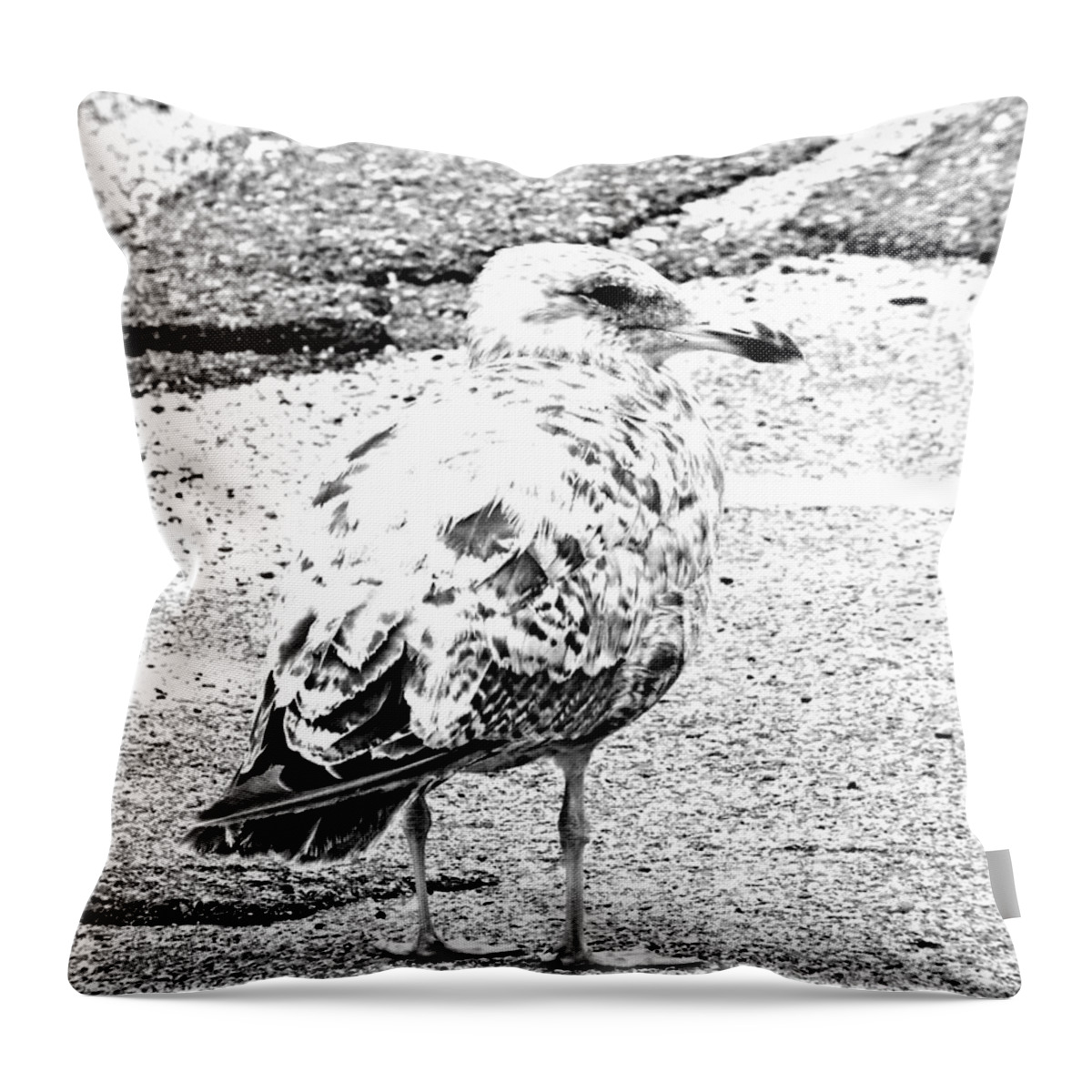 Seagull Throw Pillow featuring the photograph Jeffrey Cleverly Disguised as a Road by Lizi Beard-Ward