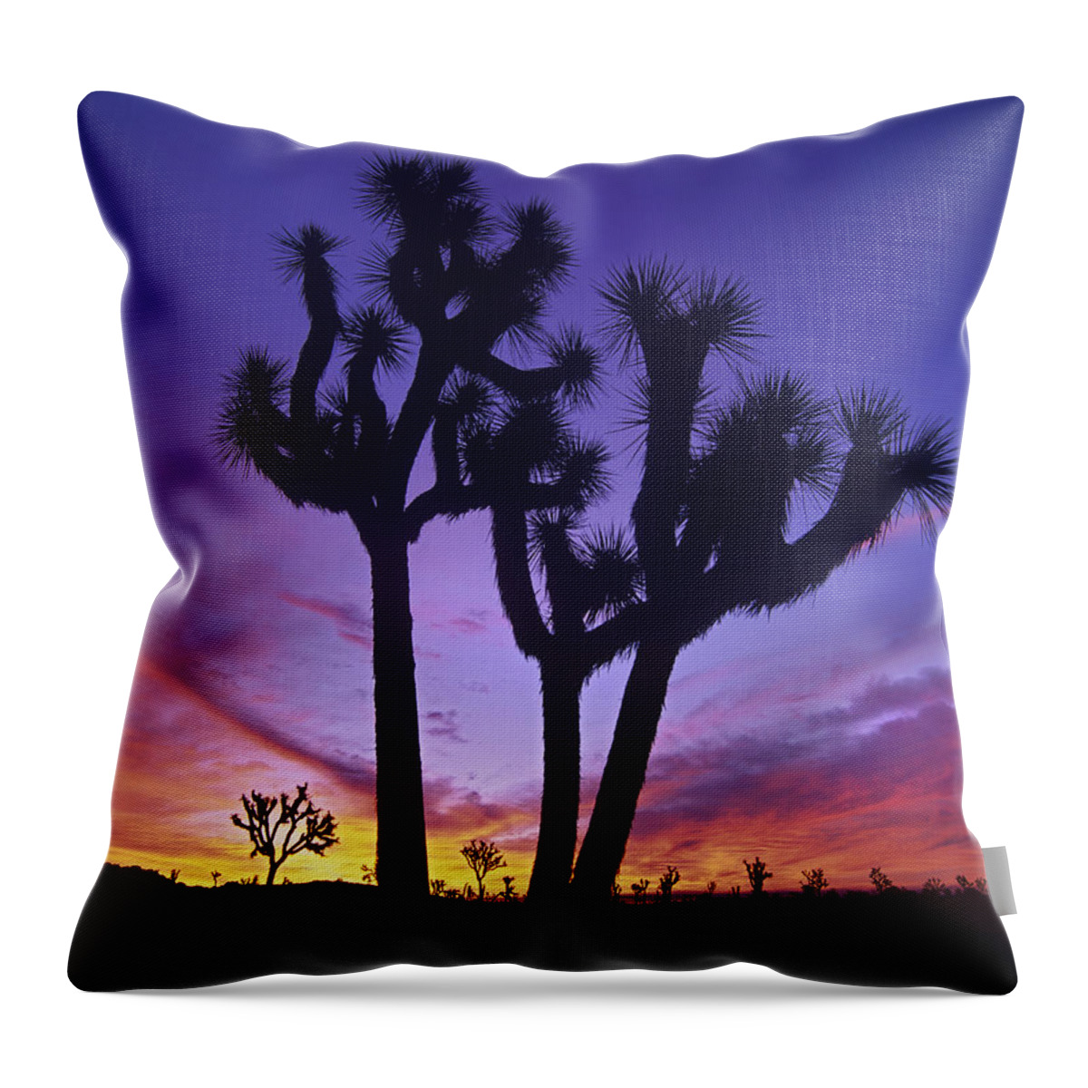 00175823 Throw Pillow featuring the photograph Joshua Tree Group At Sunrise Near Quail by Tim Fitzharris