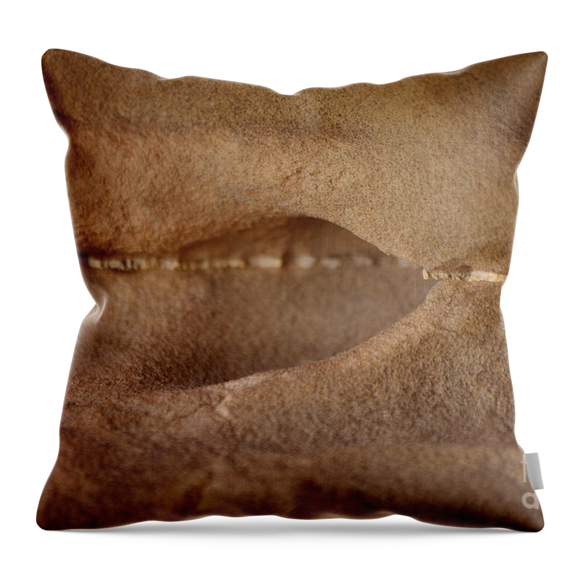 Photograph Throw Pillow featuring the photograph Just a Thin Slice of Time by Vicki Pelham
