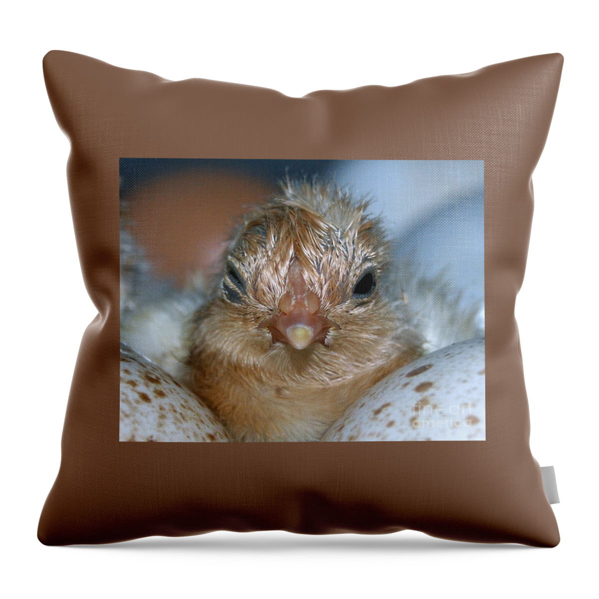 Hatched Throw Pillow featuring the photograph Just Hatched by Grace Grogan
