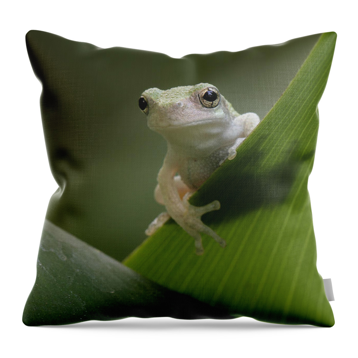 Grey Treefrog Throw Pillow featuring the photograph Juvenile Grey Treefrog by Daniel Reed