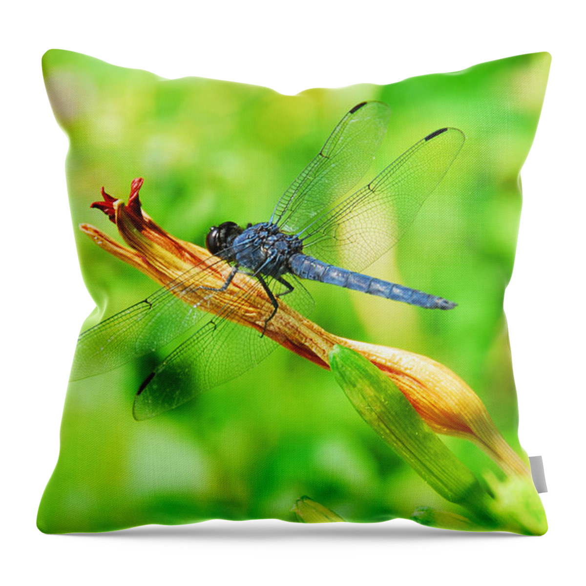 Nature Throw Pillow featuring the photograph Lace Wings by Cindy Manero