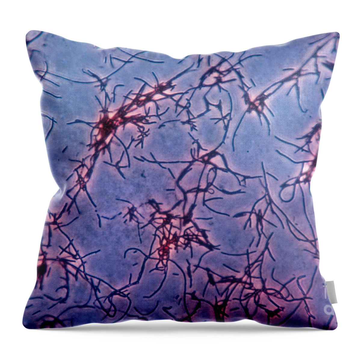 Science Throw Pillow featuring the photograph Lactobacillus Acidophilus, Lm by Eric V. Grave