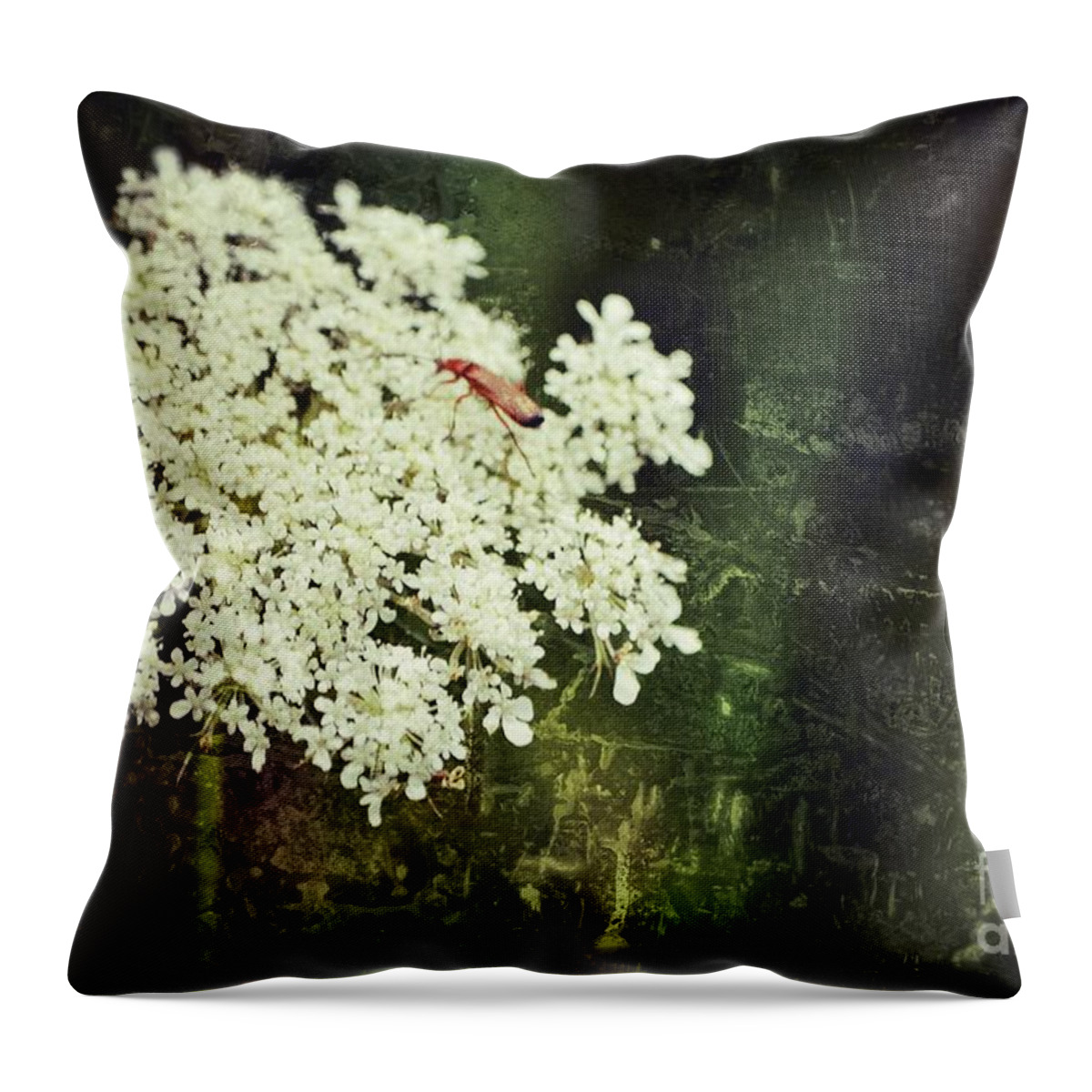 Queen Annes Lace Throw Pillow featuring the photograph Lacy Anne by Traci Cottingham
