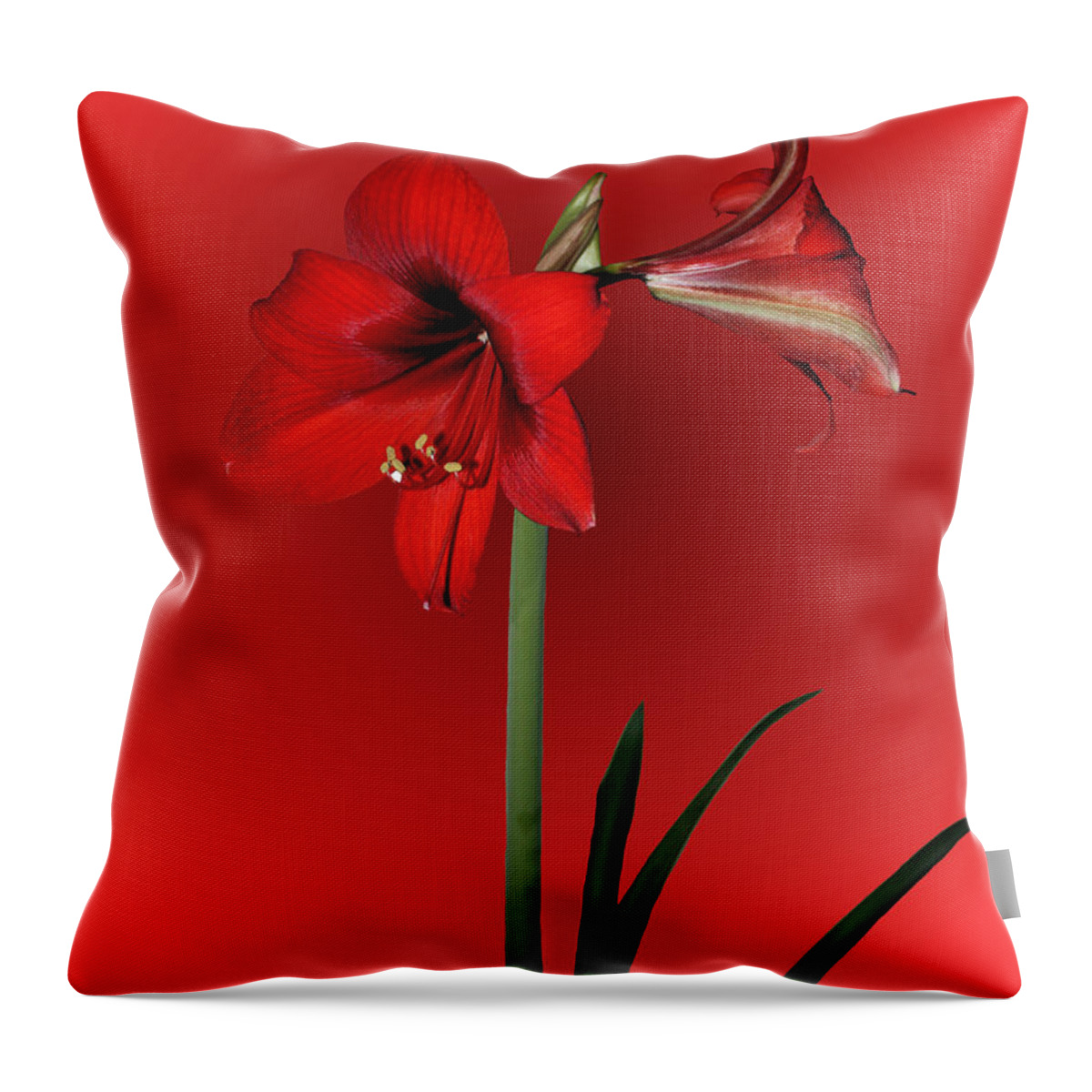 Amaryllis Throw Pillow featuring the photograph Lady in Red by Kristin Elmquist