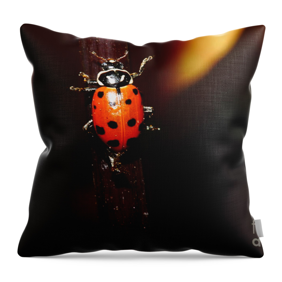 Ladybug Throw Pillow featuring the photograph Ladybug On Orange Yellow Dahlia . 7D14745 by Wingsdomain Art and Photography
