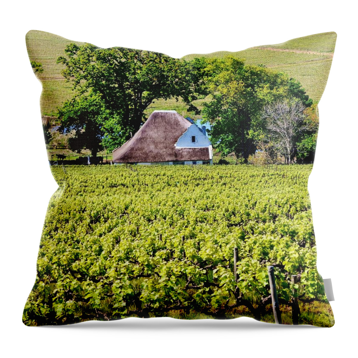 Landscape; Vineyard; Wine Lands; Stellenbosch; South Africa; Thatch; Wine Field; Cape Duch House; Green; Plants; Leaf; Stem; Trees; Meadow; Spring; Background; Throw Pillow featuring the photograph Landscape with vineyard by Werner Lehmann