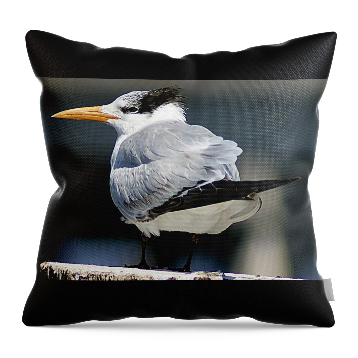 Gull Throw Pillow featuring the photograph Larry Fine Reincarnated by Joe Faherty