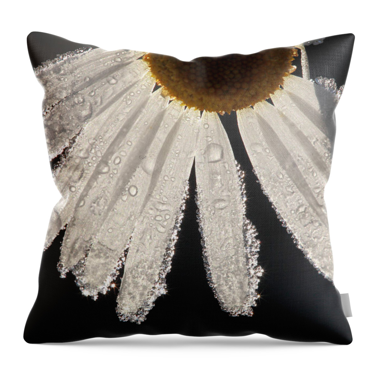 White Throw Pillow featuring the photograph Late blooming marguerite by Ulrich Kunst And Bettina Scheidulin