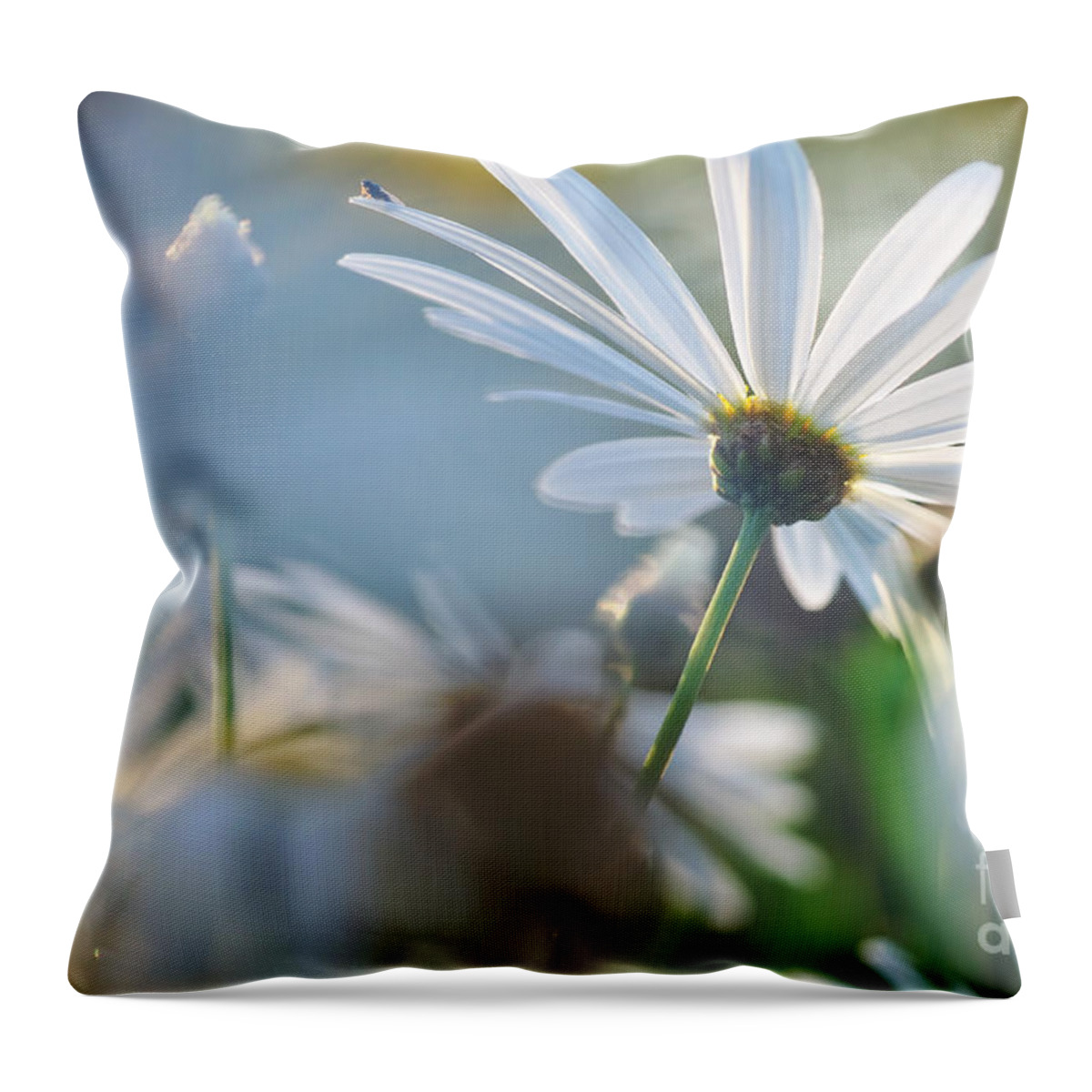 Photography Throw Pillow featuring the photograph Late Sunshine on Daisies by Kaye Menner