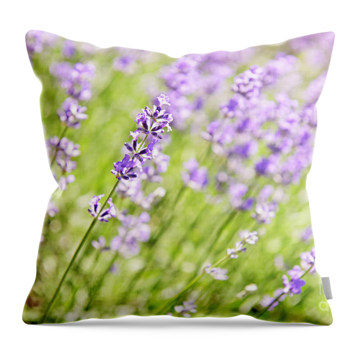 Lavender Throw Pillow featuring the photograph Glowing lavender by Elena Elisseeva
