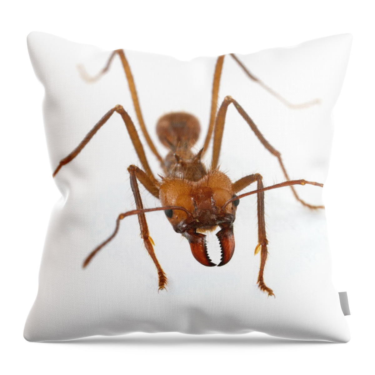 00478940 Throw Pillow featuring the photograph Leafcutter Ant Worker Costa Rica by Piotr Naskrecki