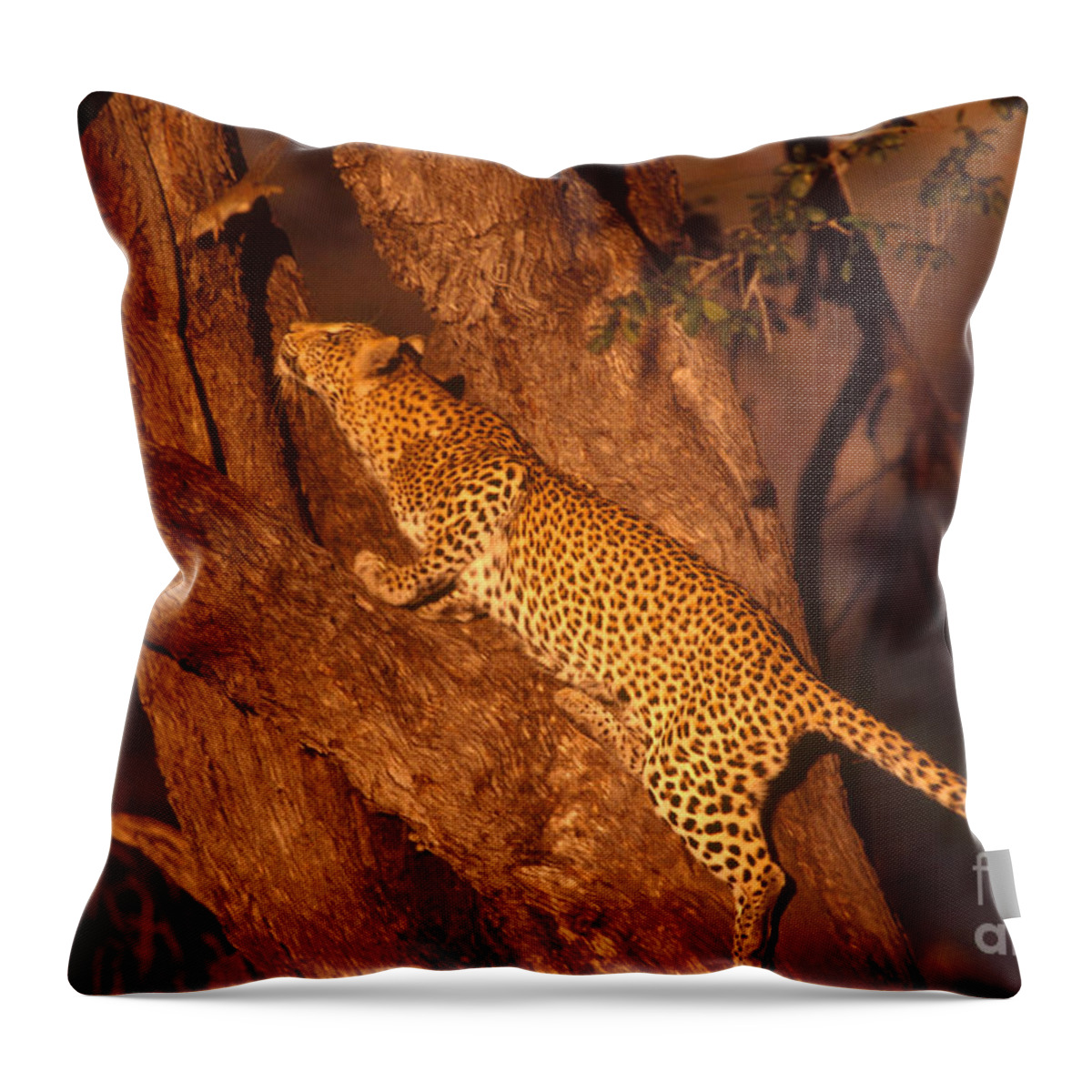 Nature Throw Pillow featuring the photograph Leopard Chasing Tree Squirrel by Gregory G Dimijian