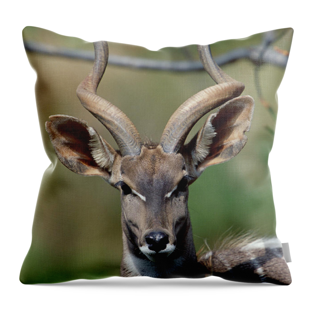Mp Throw Pillow featuring the photograph Lesser Kudu Tragelaphus Imberbis by Konrad Wothe