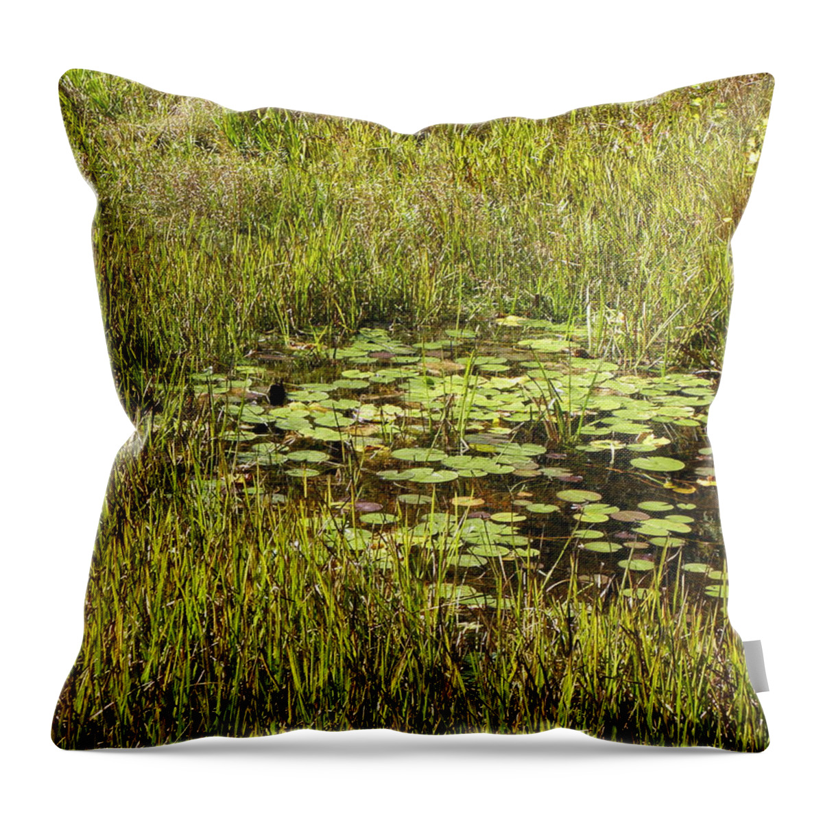 Lily Throw Pillow featuring the photograph Lily Pads by Kim Galluzzo